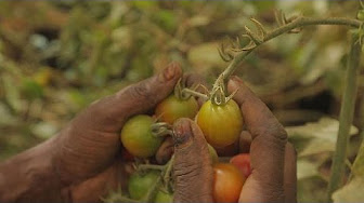 agriculture senegal